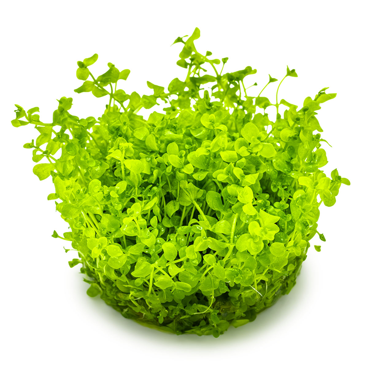 Tropica Micranthemum tweediei 'Monte Carlo' 1-2-Grow!