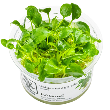Tropica Schismatoglottis prietoi 1-2-Grow!