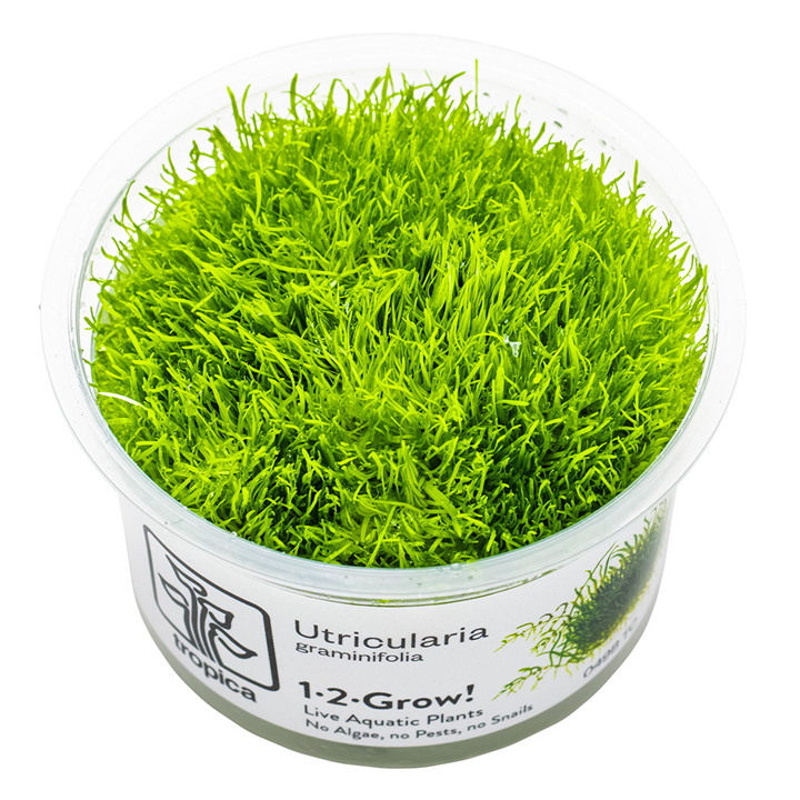 Tropica Utricularia graminifolia ‘Grass-leaved Bladderwort’ 1-2-Grow!