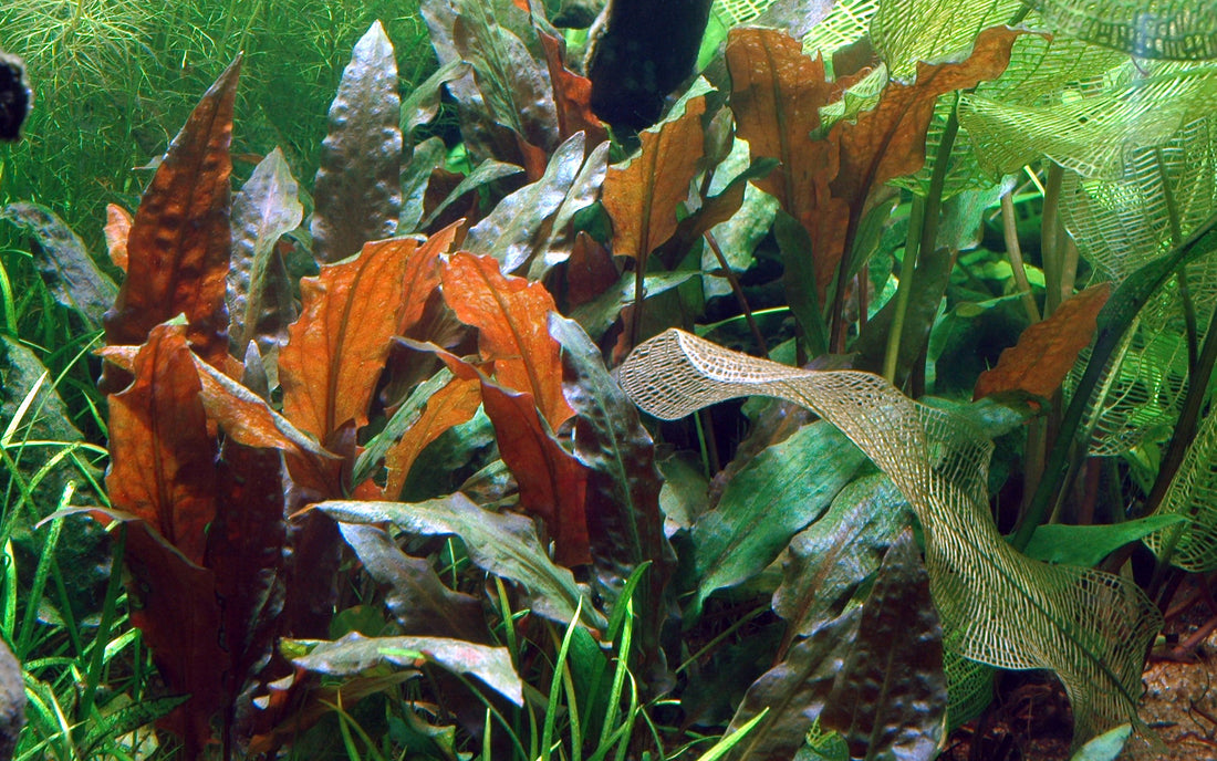 Tropica Cryptocoryne wendtii 'Mi Oya' 1-2-Grow!