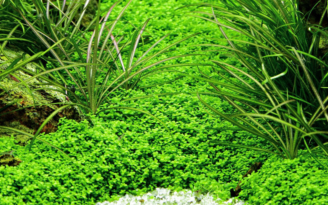 Aquafleur Hemianthus calitrichoides Easy Grow