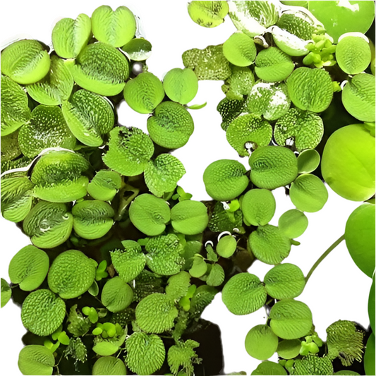 AquaFleur Salvinia Minima Floater ‘Box’