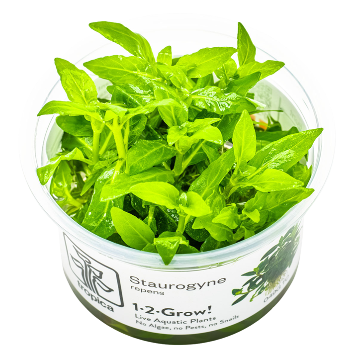 Tropica Staurogyne repens 1-2-Grow!
