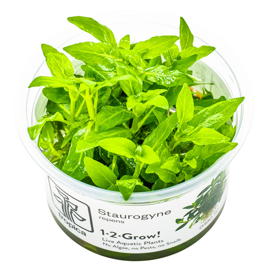 Tropica Staurogyne repens 1-2-Grow!