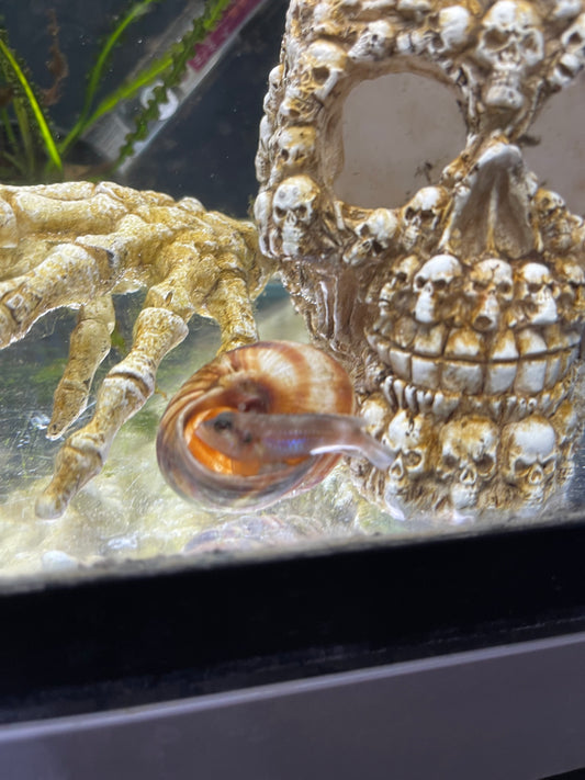 Lamprologus Ocellatus Blue