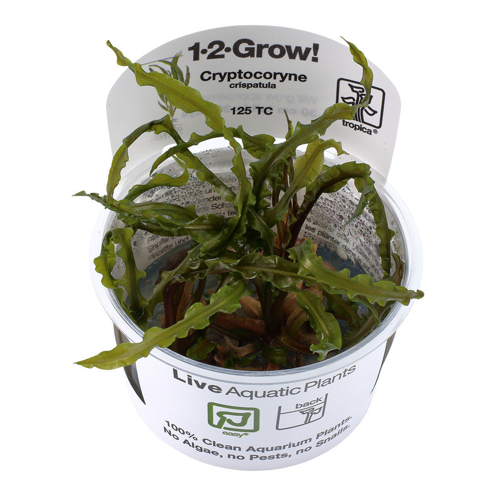 Tropica Cryptocoryne crispatula 1-2-Grow!