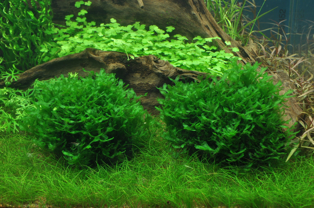 Monosolenium Tenerum Aqua Fleur Easy Grow