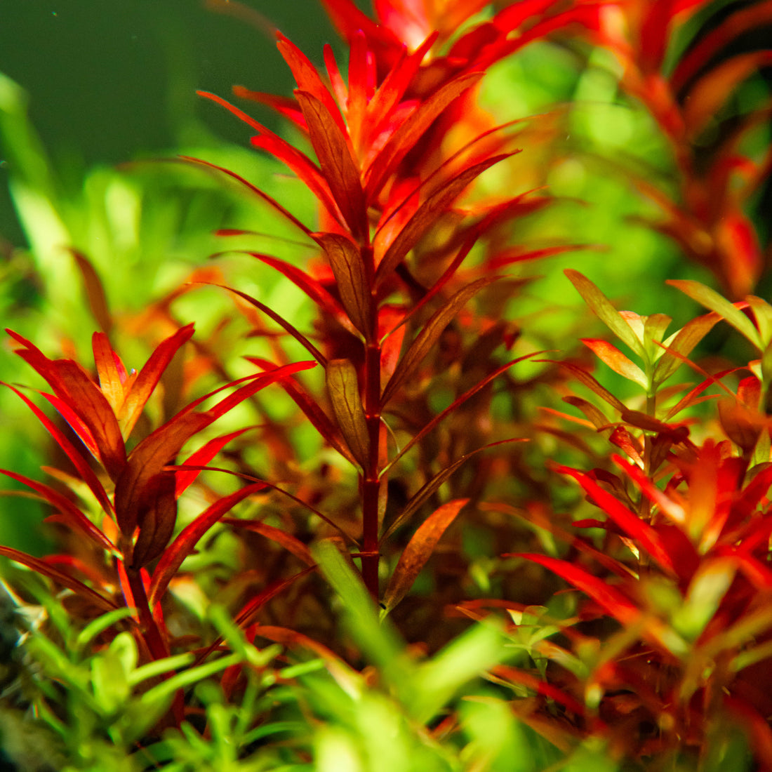 Tropica Rotala rotundifolia 'Blood Red' 1-2-Grow!