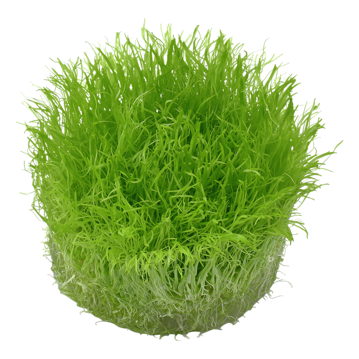 Tropica Utricularia graminifolia ‘Grass-leaved Bladderwort’ 1-2-Grow!