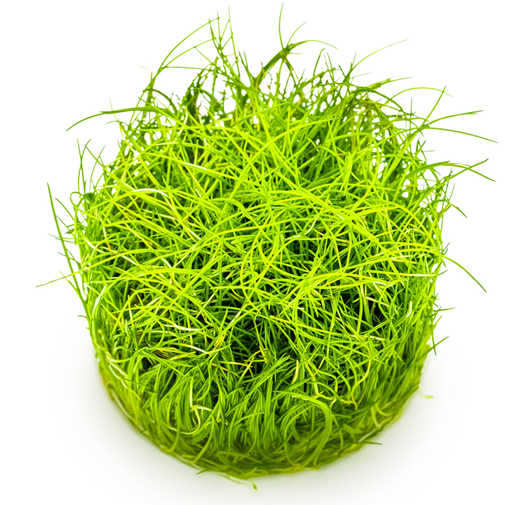 Tropica Eleocharis pusilla 'Mini' 1-2 GROW