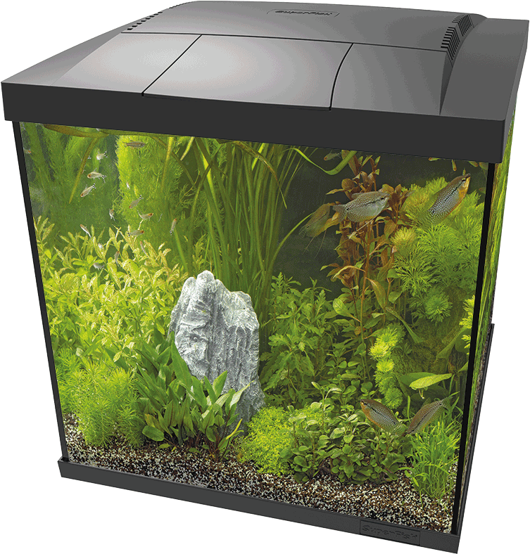 Superfish Start 60 Qube