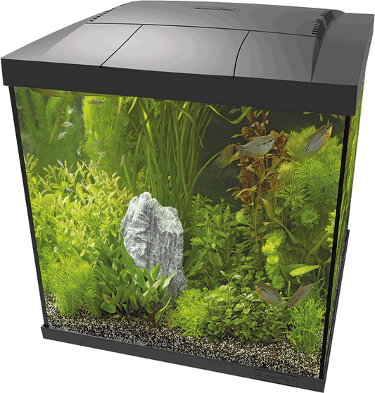 Superfish Start 60 Qube