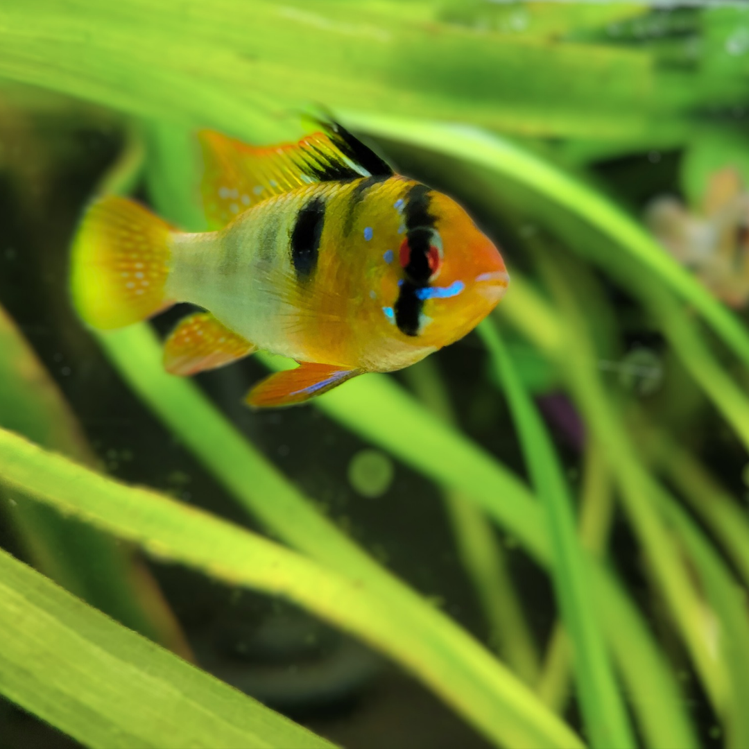 Blue ram with planted background