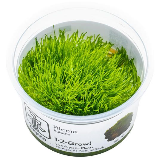 Tropica Riccia fluitans 1-2-Grow!