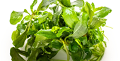 Tropica Bucephalandra pygmaea ‘Bukit Kelam’ 1-2-Grow!