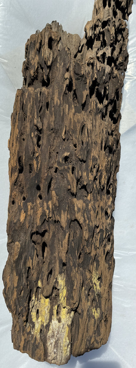 Dragon Wood