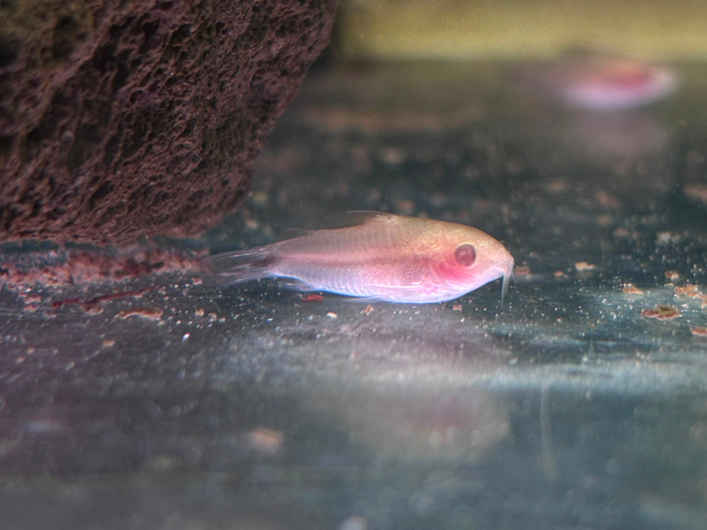 Albino Pygmy Corydoras