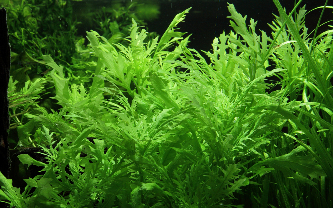 Tropica Hygrophila difformis 1-2-GROW