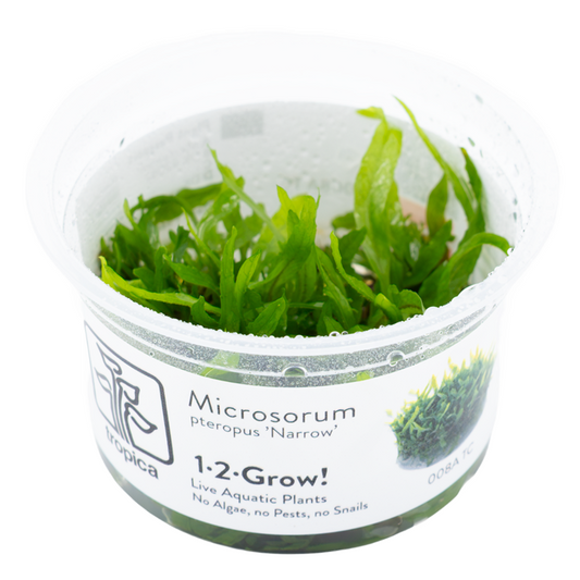 Tropica Microsorum pteropus ‘Narrow’ 1-2-Grow!