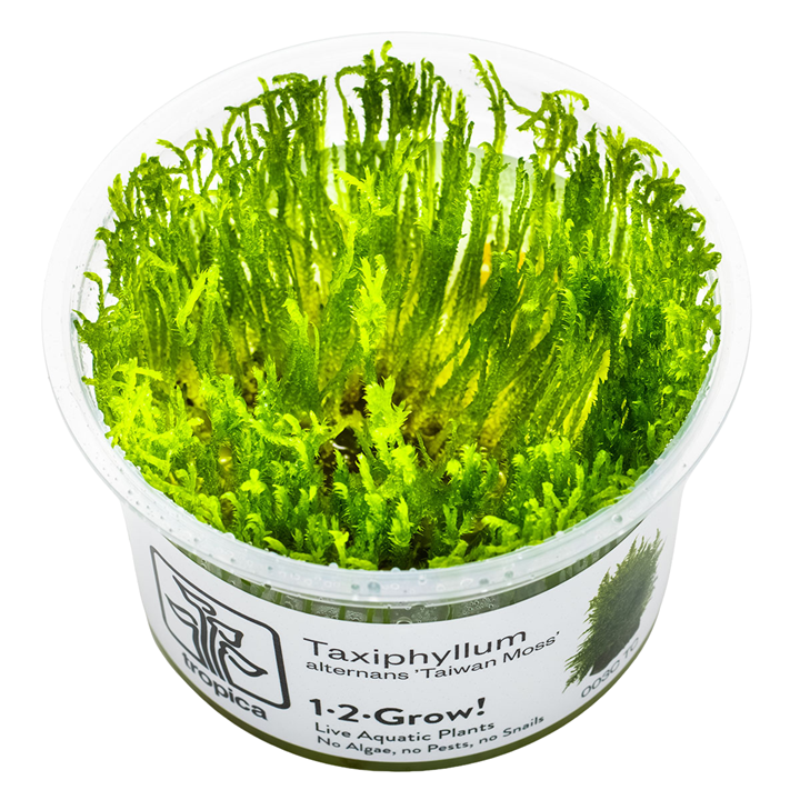 Tropica Taxiphyllum alternans ‘Taiwan Moss’ 1-2-Grow!