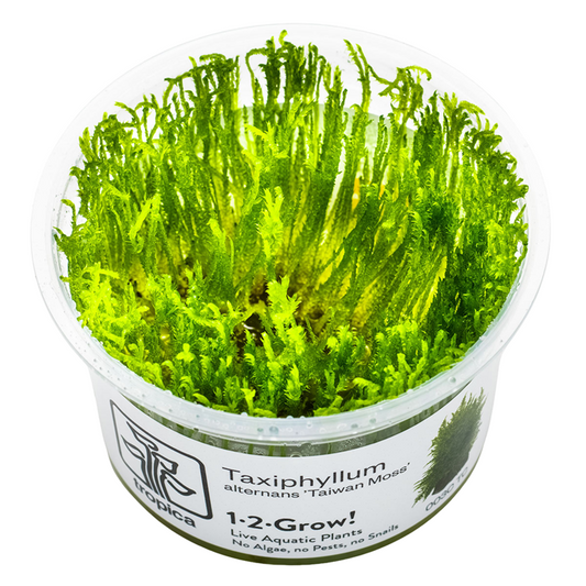 Tropica Taxiphyllum alternans ‘Taiwan Moss’ 1-2-Grow!