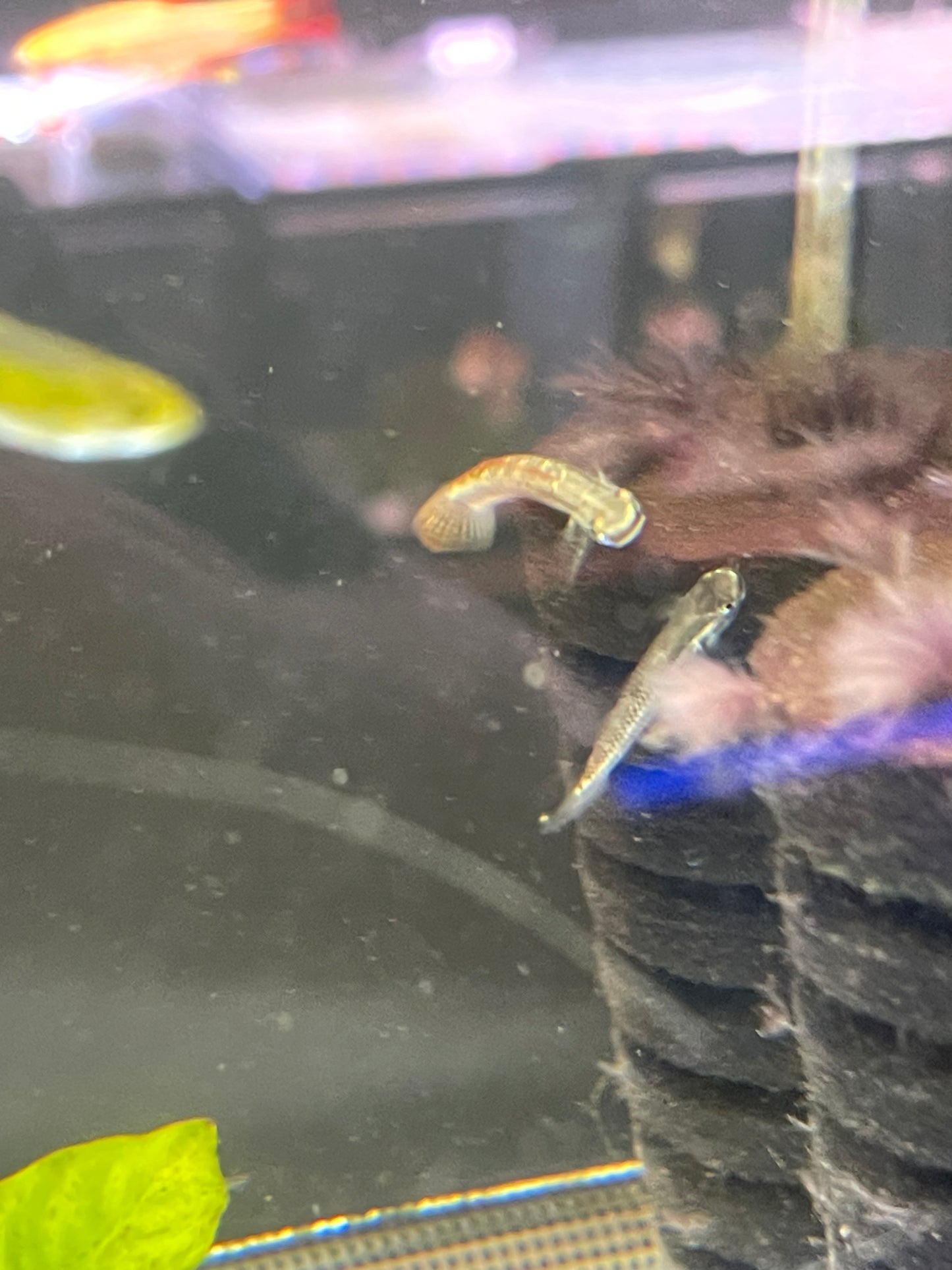 Rainbow Goby