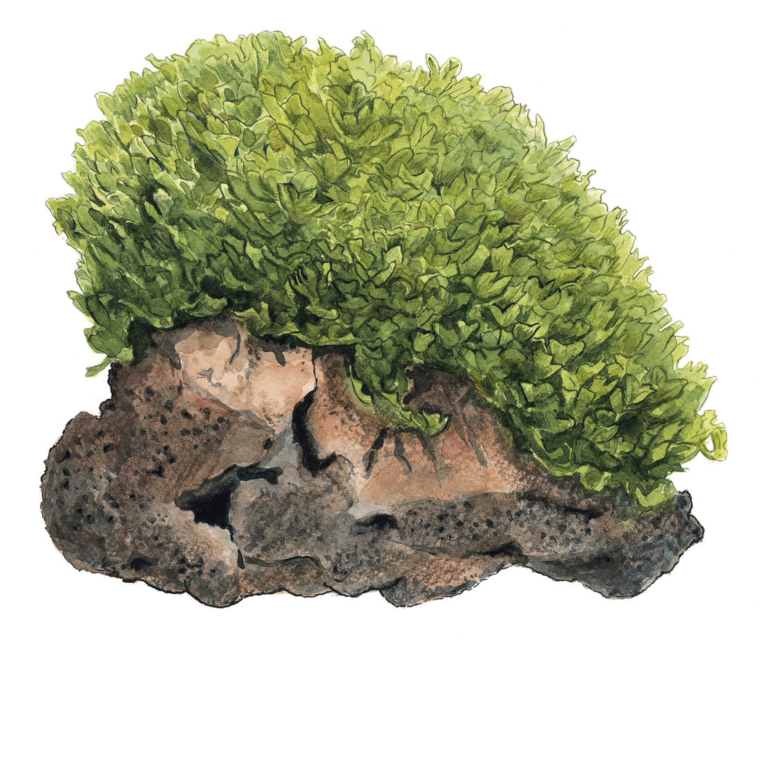 Monosolenium Tenerum Aqua Fleur Easy Grow
