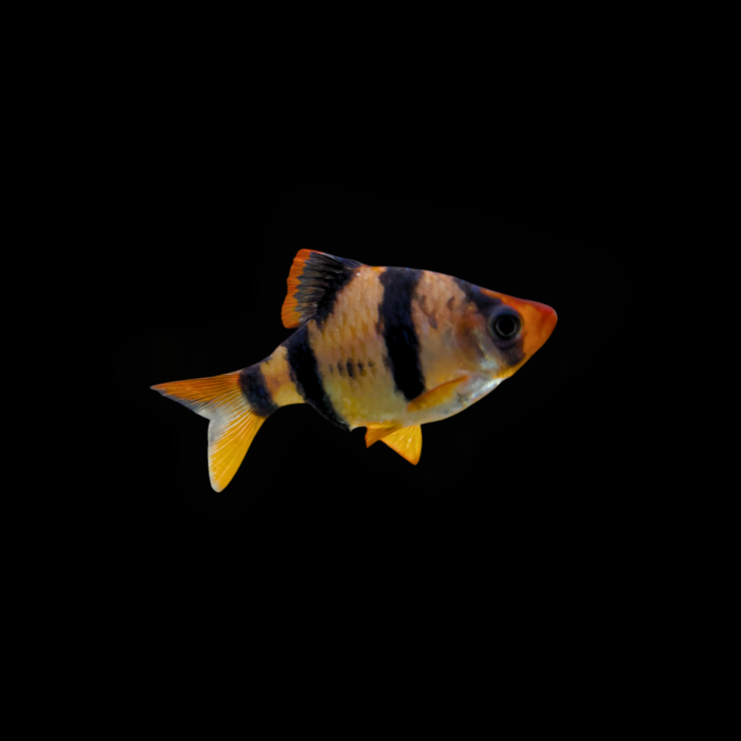 Tiger Barb