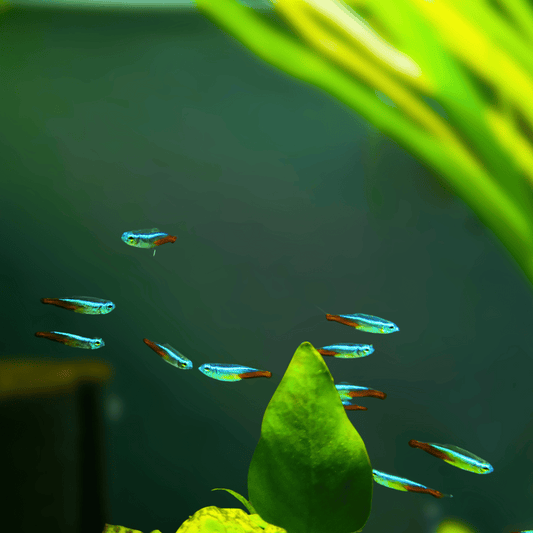 Neon Tetra