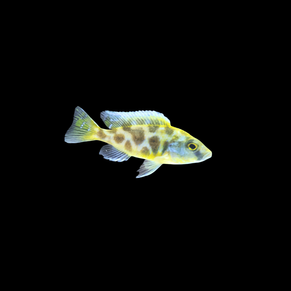 Lake Malawi Cichlid