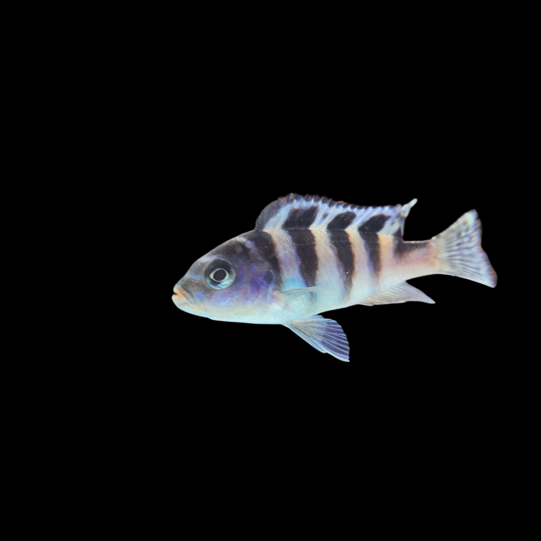 Lake Malawi Cichlid