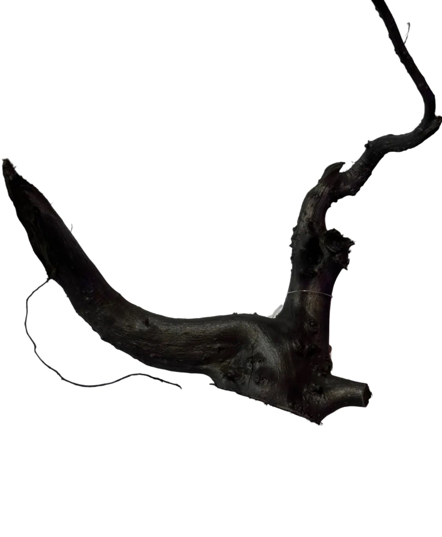 Black Moor Root Wood