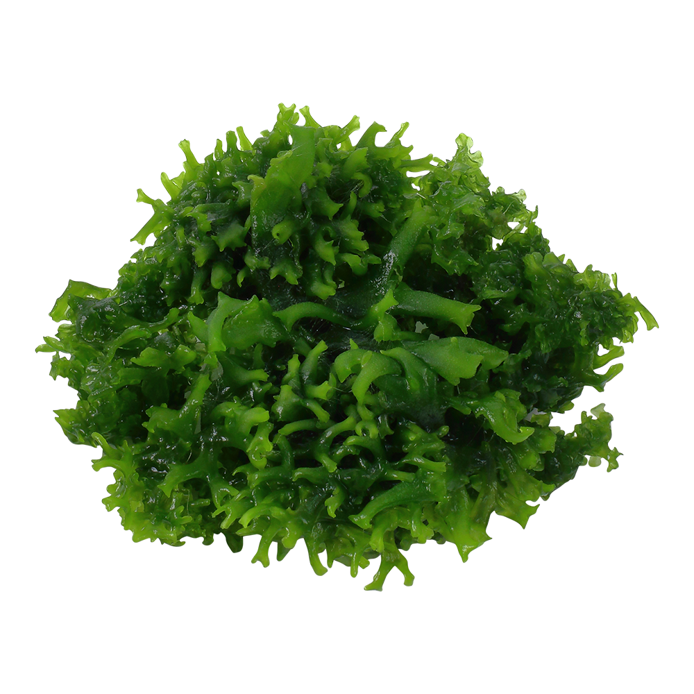 Monosolenium Tenerum Aqua Fleur Easy Grow