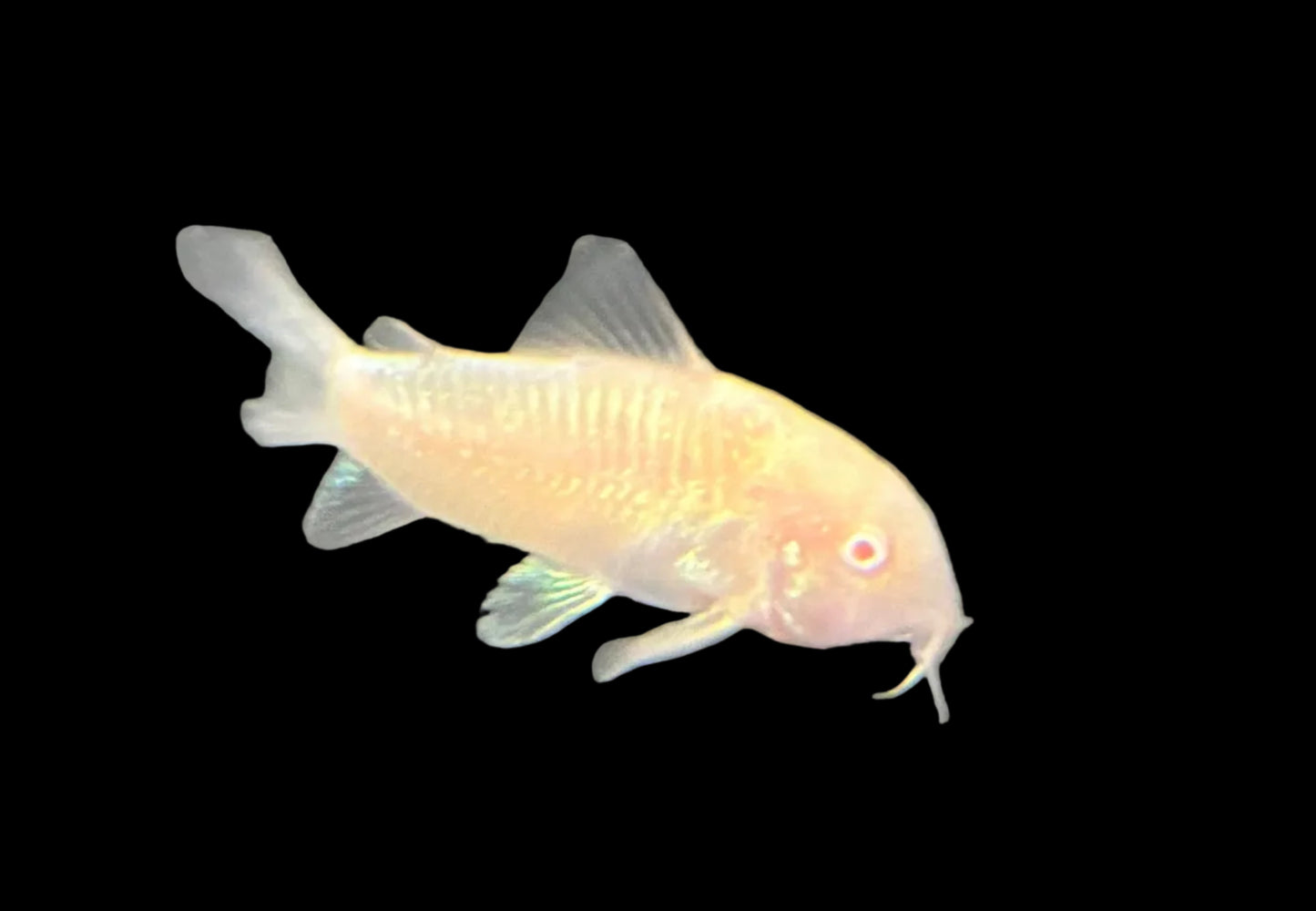 Albino Corydoras