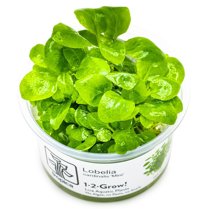 Tropica Lobelia cardinalis 'Mini' 1-2-GROW