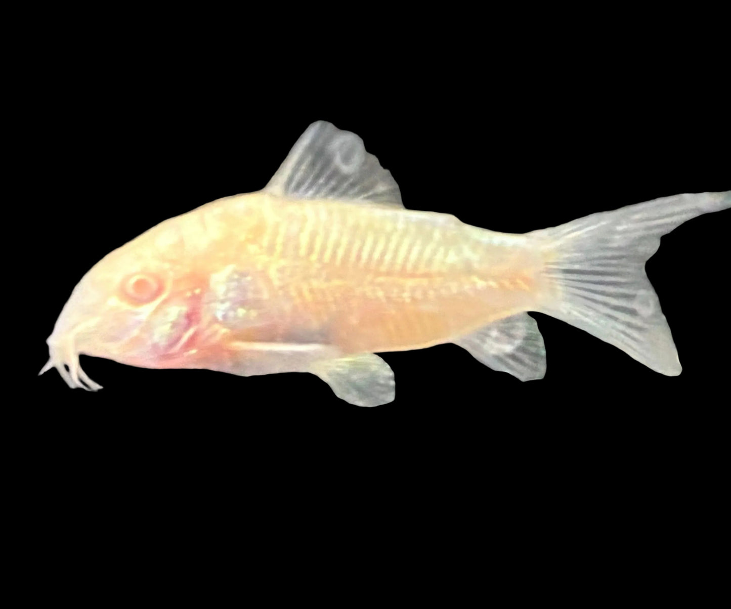 Albino Corydoras