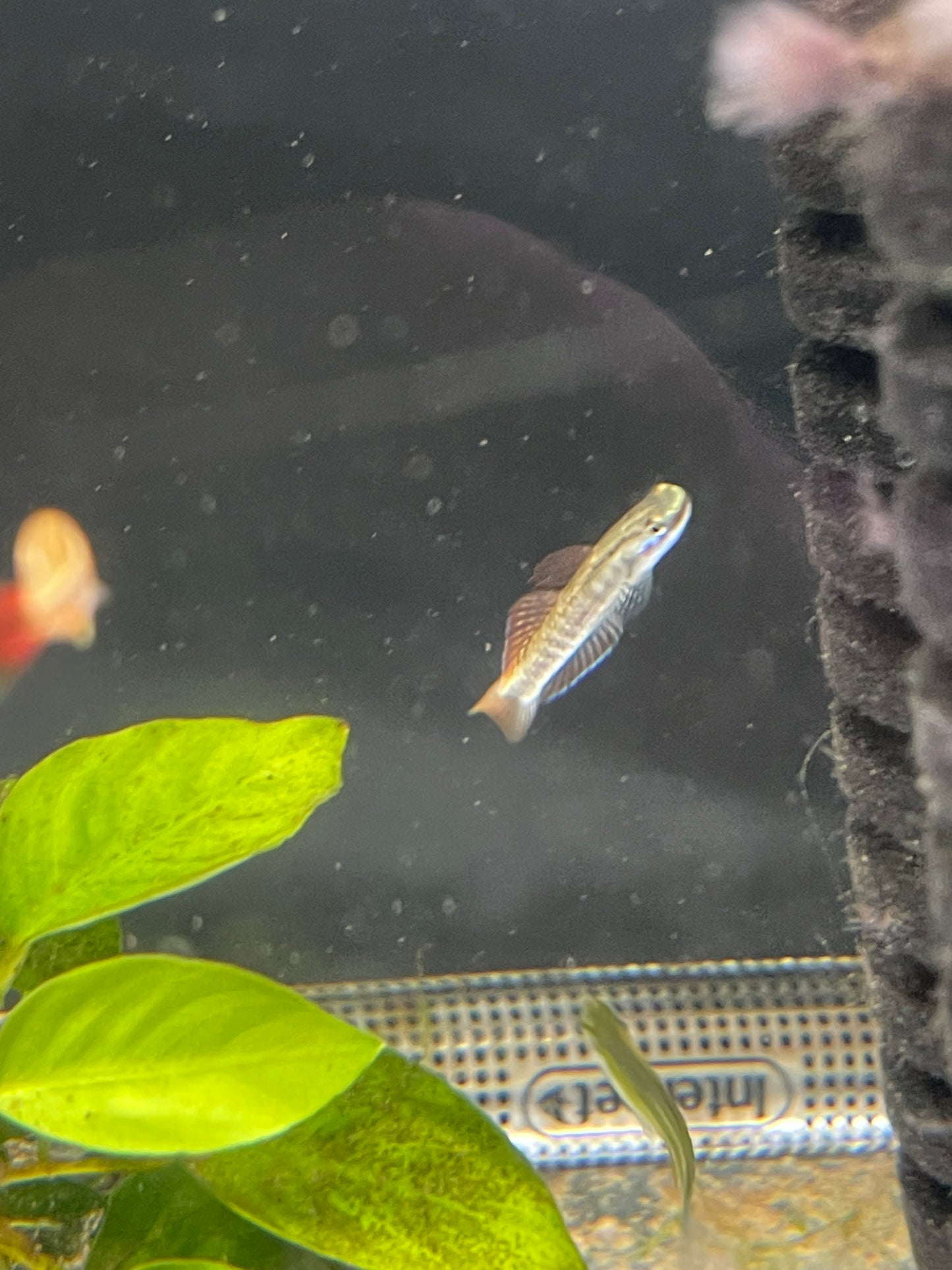Rainbow Goby