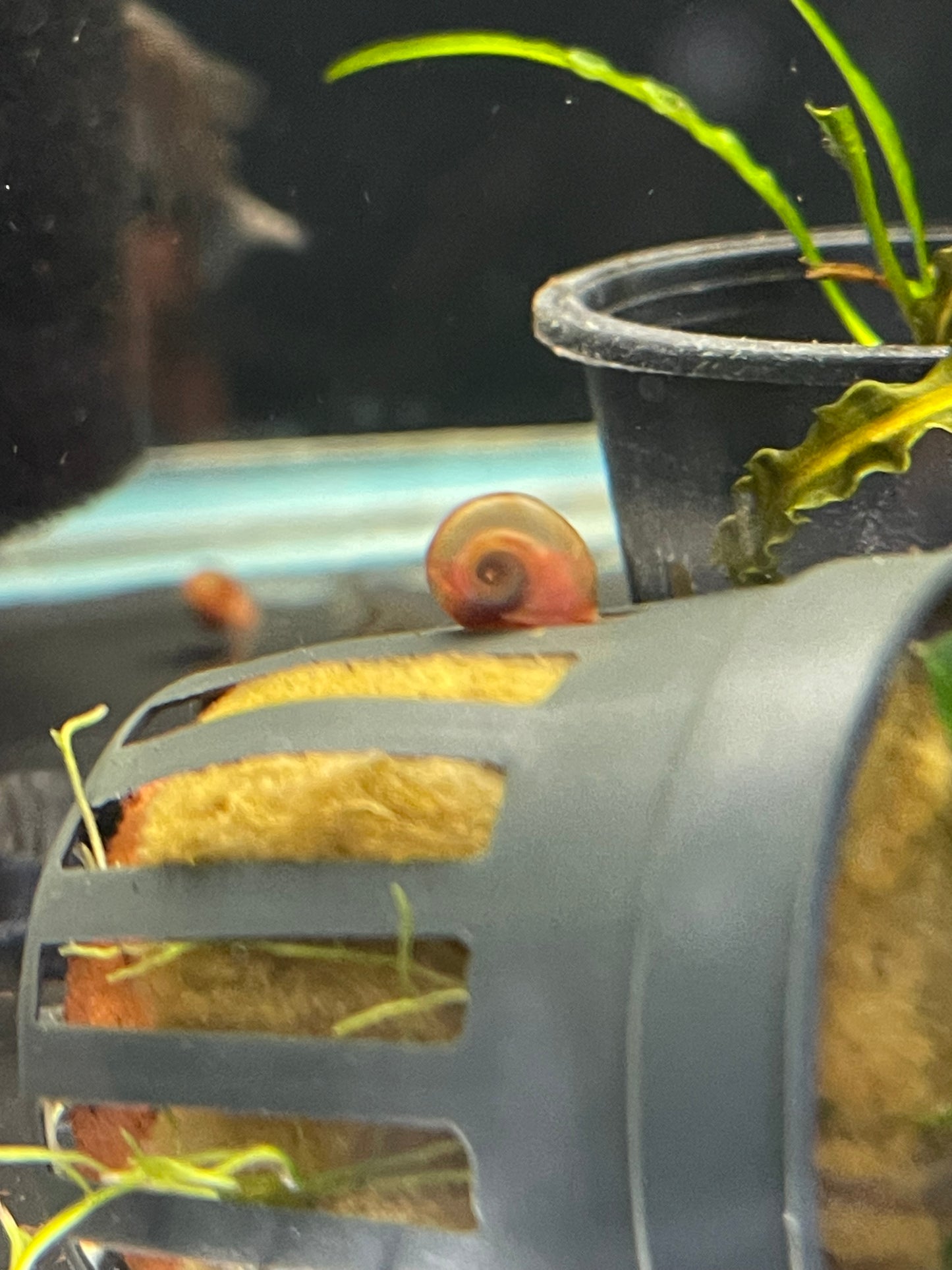 Red Ramshorn Snail - Aquarium