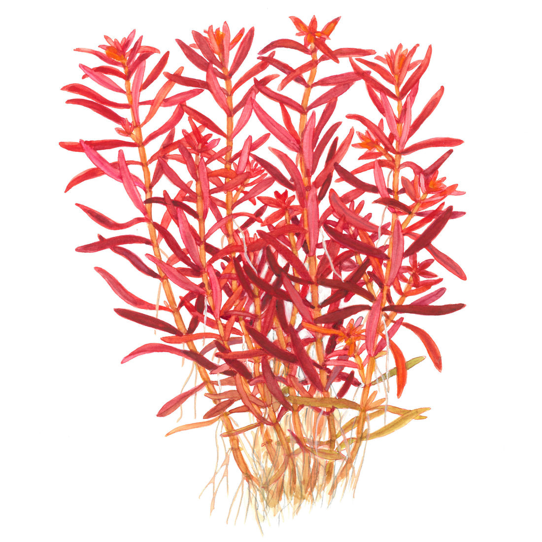 Tropica Rotala rotundifolia 'Blood Red' 1-2-Grow!