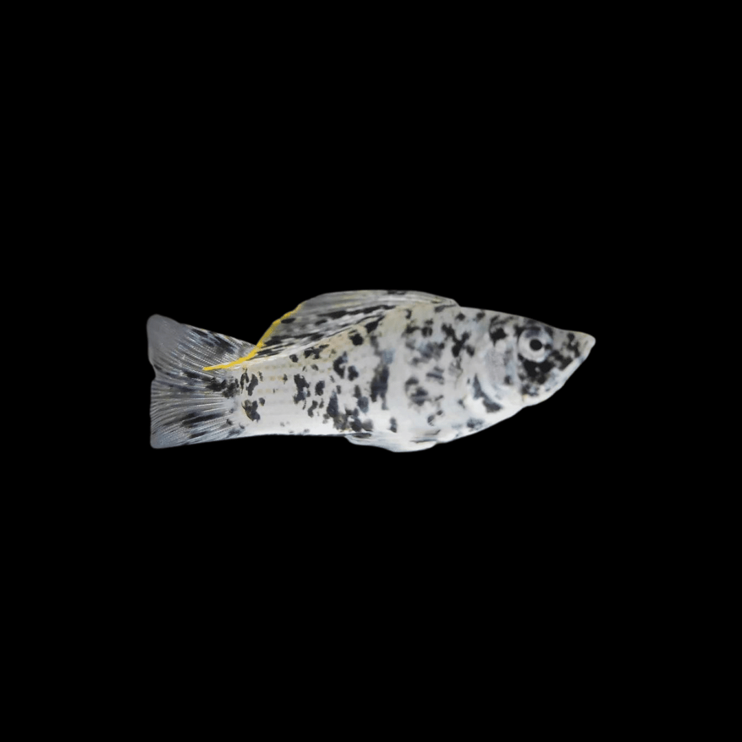 dalmatian molly tropical fish