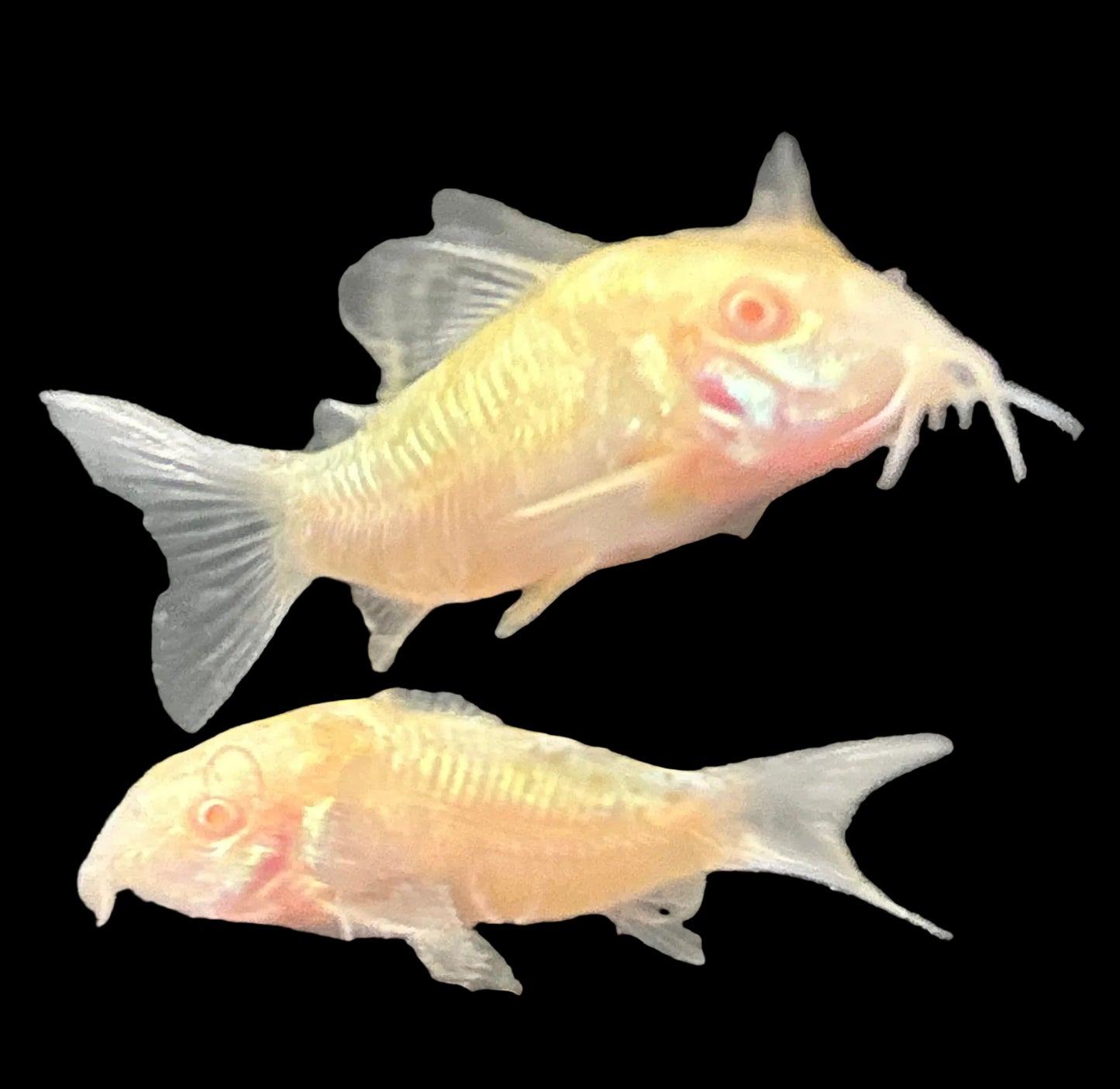 Albino Corydoras