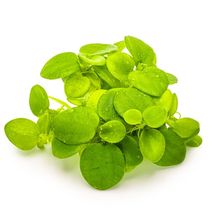 Tropica Limnobium laevigatum ‘Amazon Frogbit ’ 1-2-Grow!