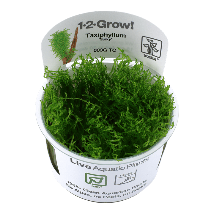 Tropica Taxiphyllum sp. ‘Spiky Moss’ 1-2-Grow!