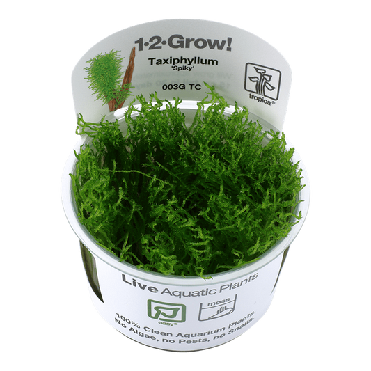 Tropica Taxiphyllum sp. ‘Spiky Moss’ 1-2-Grow!