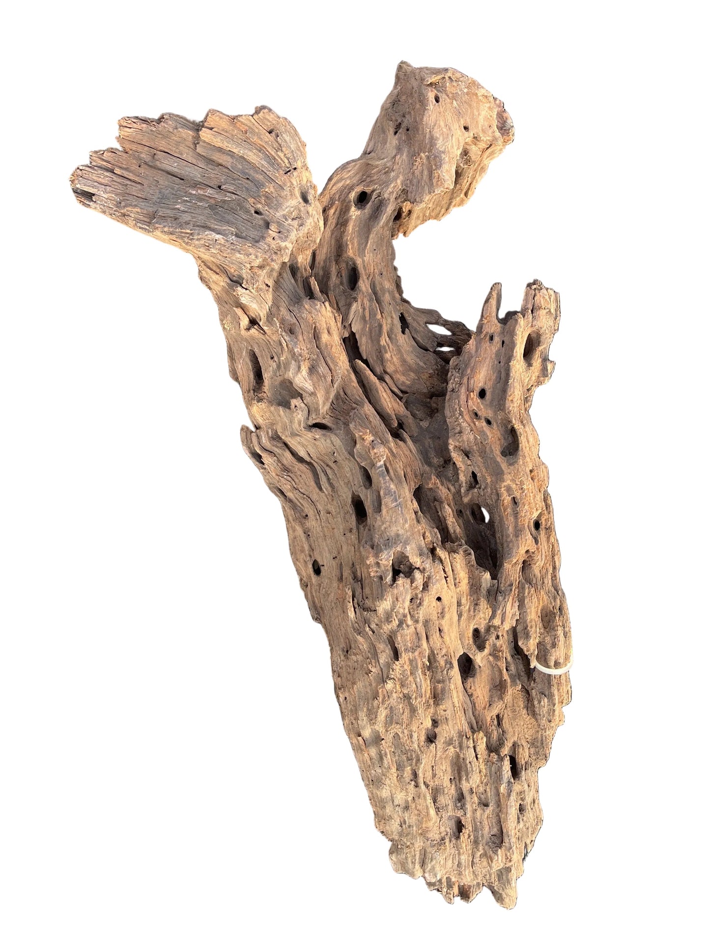 Aquavie Dragon Wood L 40-60cm