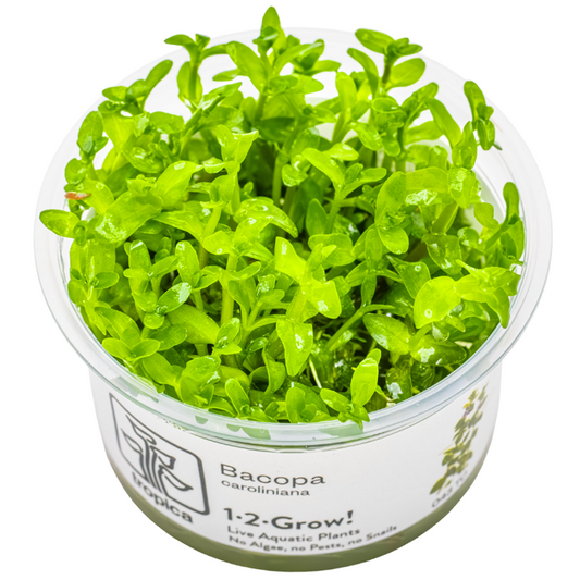 Tropica Bacopa caroliniana 1-2-Grow!