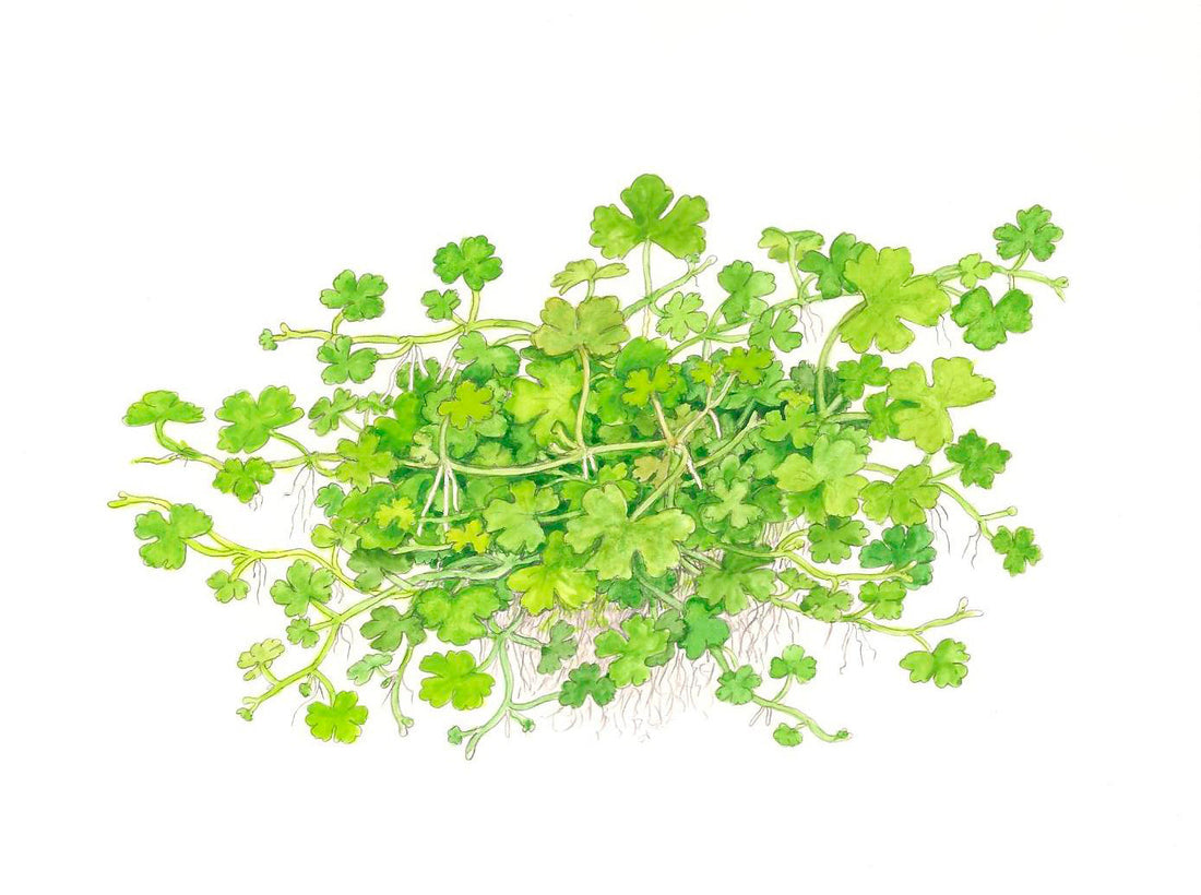 Tropica Hydrocotyle tripartita 1-2-Grow!