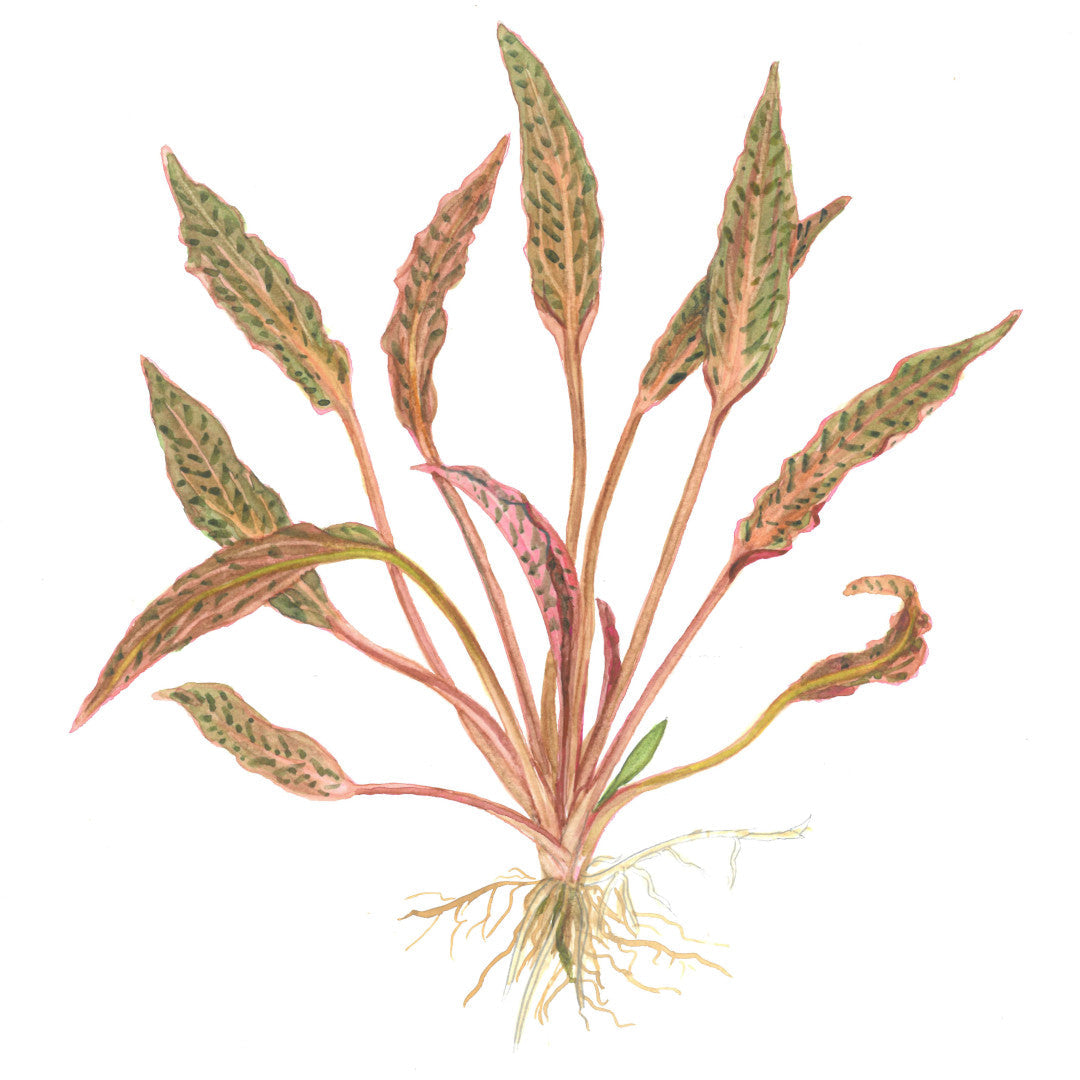 Tropica Cryptocoryne Nurii 1-2-Grow!