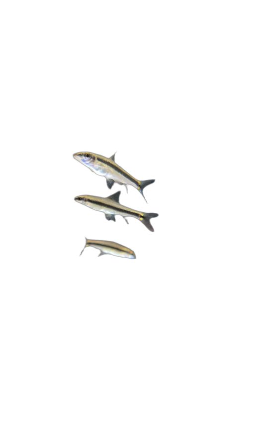 Siamese Algae Eater