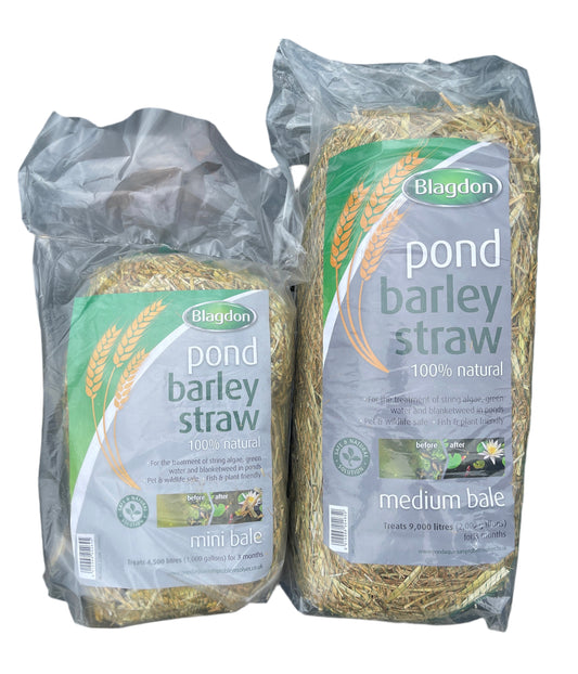 Blagdon Pond Barley Straw